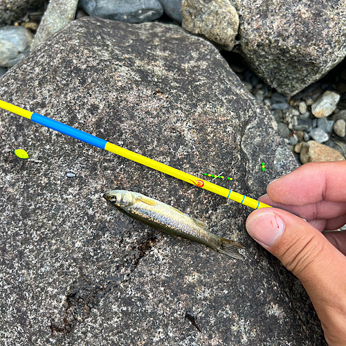 アブラハヤの釣果