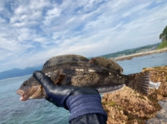 アイナメの釣果