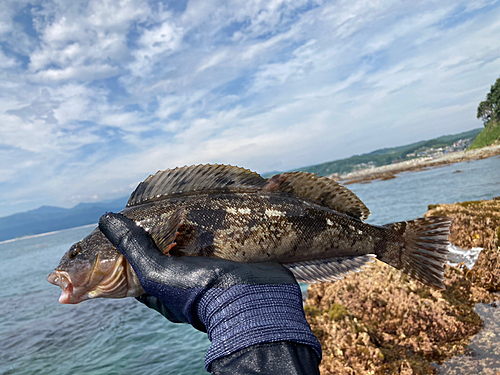 アイナメの釣果