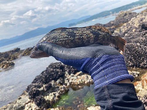 アイナメの釣果