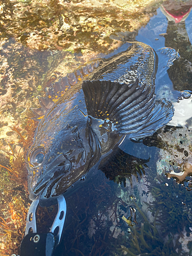 オウゴンムラソイの釣果