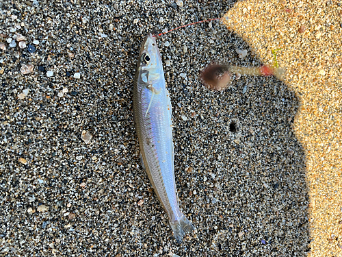 キスの釣果