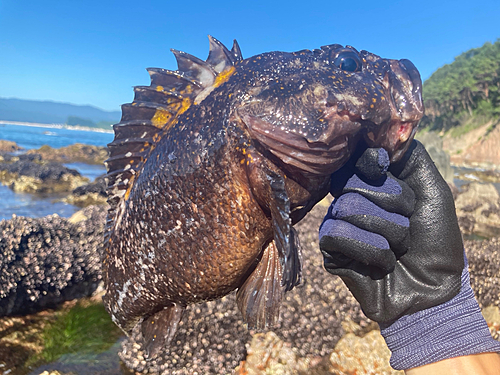 オウゴンムラソイの釣果