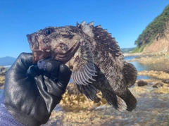 ムラソイの釣果