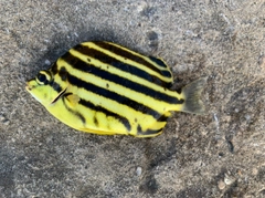 カゴカキダイの釣果