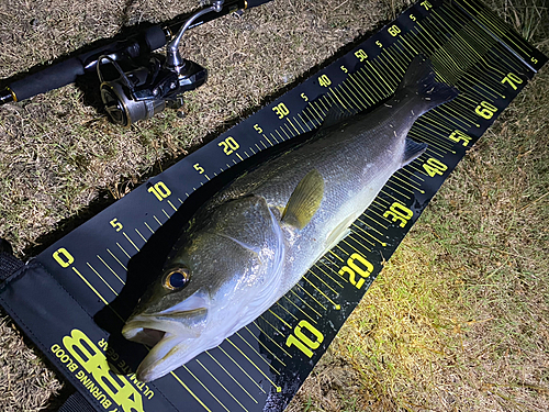 シーバスの釣果