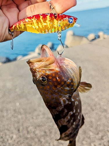 キジハタの釣果