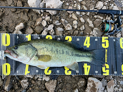 ブラックバスの釣果