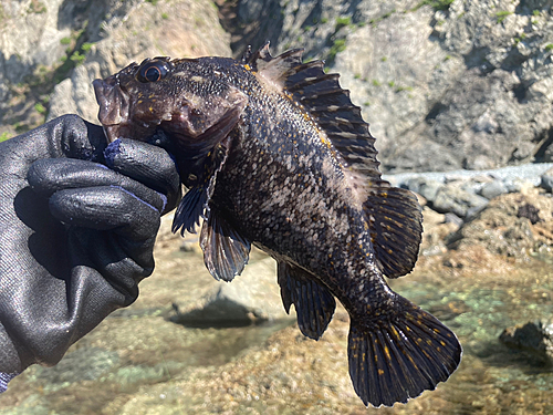 オウゴンムラソイの釣果