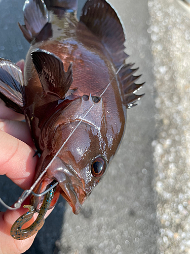 ヤミハタの釣果