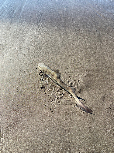 ドチザメの釣果