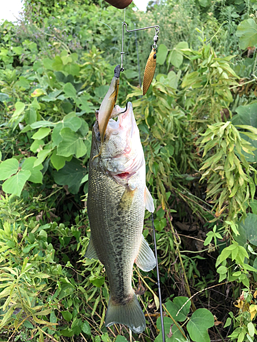 ブラックバスの釣果