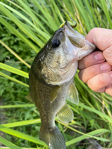 ブラックバスの釣果