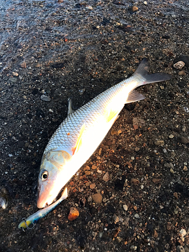 ニゴイの釣果