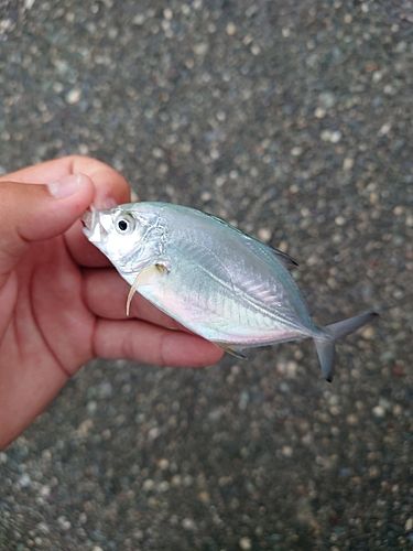 メッキの釣果