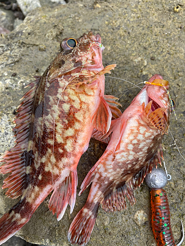 カサゴの釣果