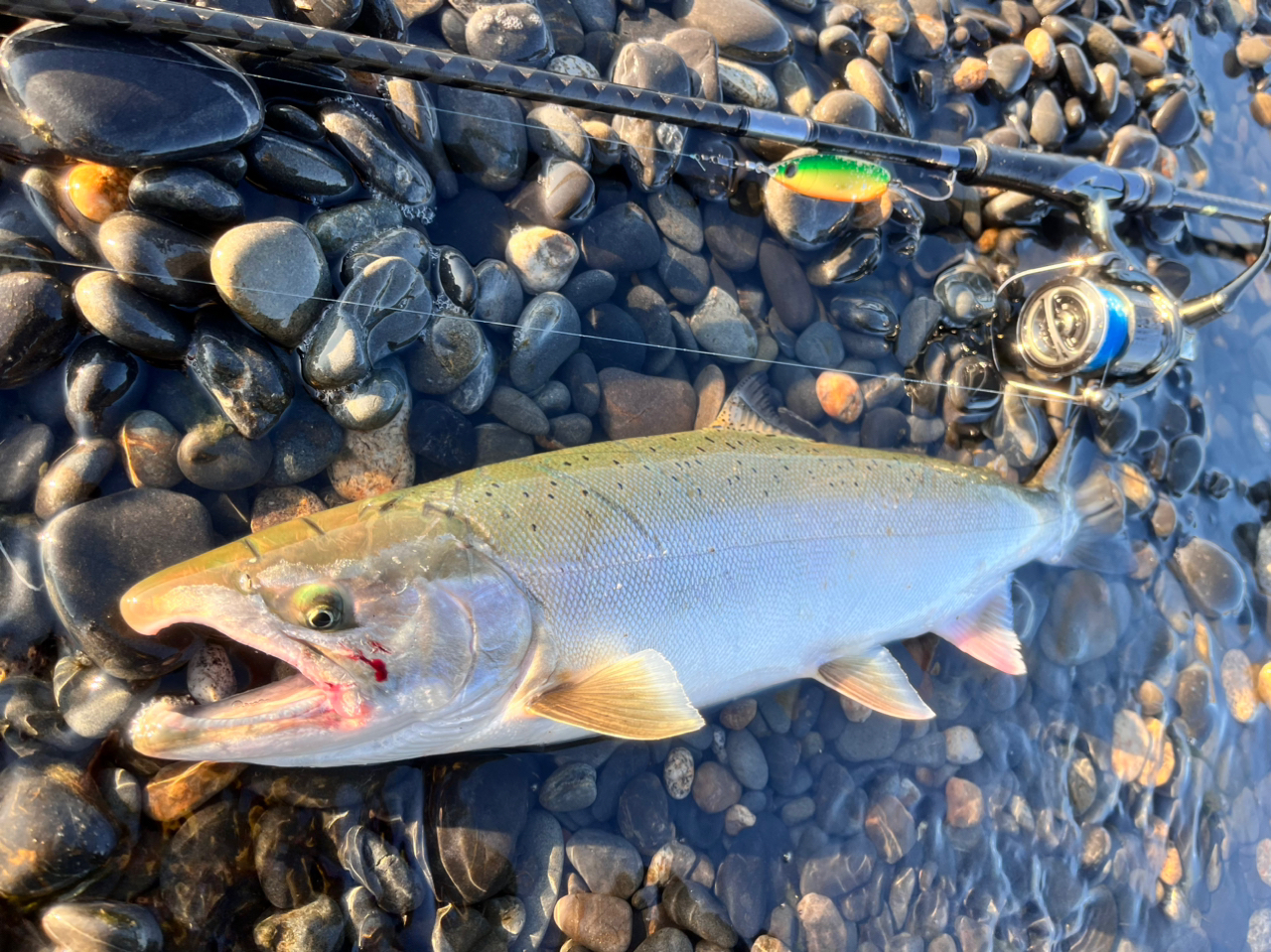 Nonstop!Anglers~北海道~ さんの 2023年08月01日のカラフトマスの釣り・釣果情報(北海道 - 北海道広尾郡広尾町近辺) -  アングラーズ | 釣果600万件の魚釣り情報サイト