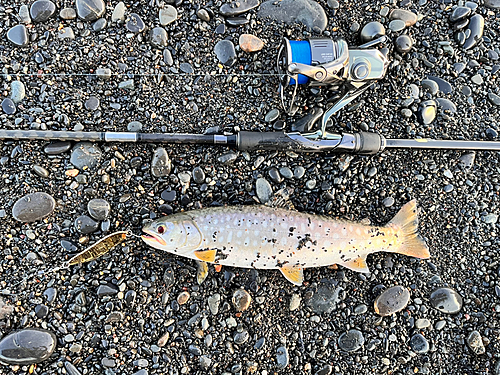 アメマスの釣果