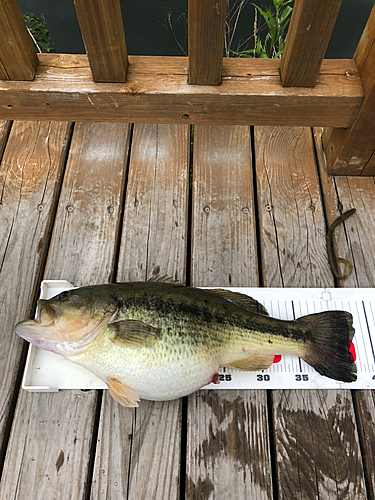 ブラックバスの釣果