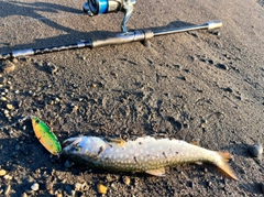 アメマスの釣果