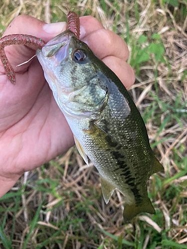 ラージマウスバスの釣果