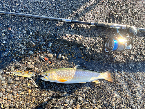 アメマスの釣果