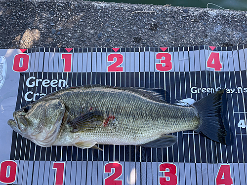 ブラックバスの釣果