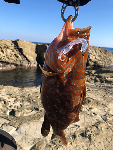 キジハタの釣果