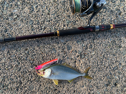 ショゴの釣果