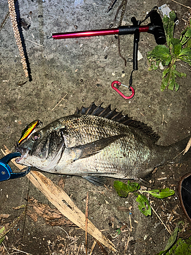 クロダイの釣果