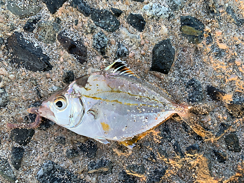 エノハの釣果