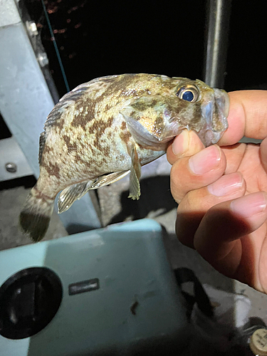 タケノコメバルの釣果