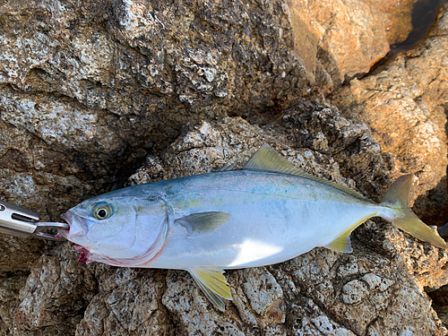 ツバスの釣果