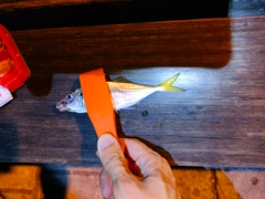 アジの釣果
