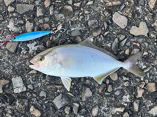 ショッコの釣果