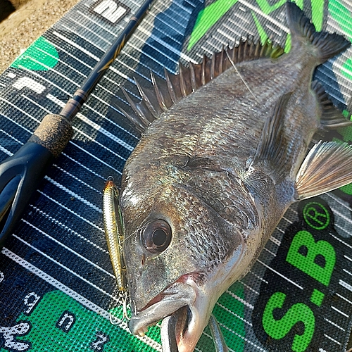 チヌの釣果