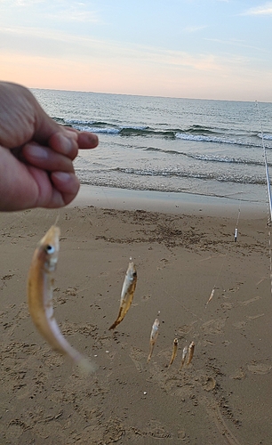 キスの釣果