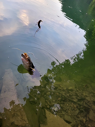 マナマズの釣果