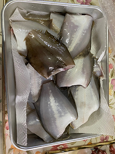 カレイの釣果