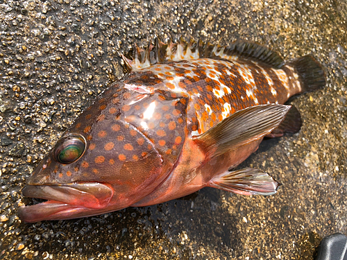 アコウの釣果