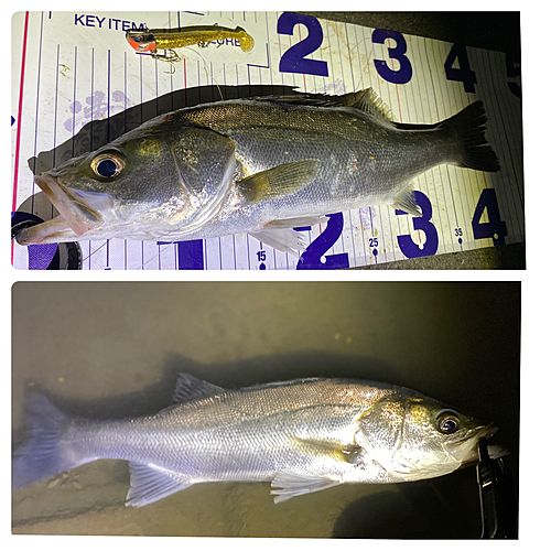 シーバスの釣果