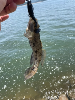 ハゼの釣果