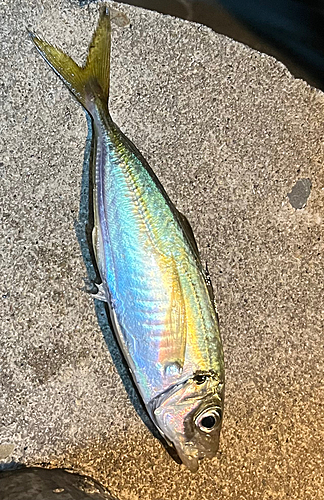 マアジの釣果