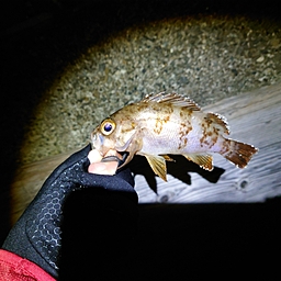 もろふの釣果