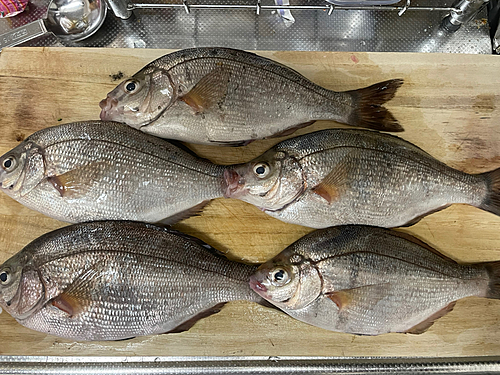 ウミタナゴの釣果