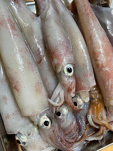 ケンサキイカの釣果