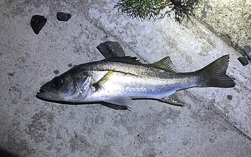 スズキの釣果