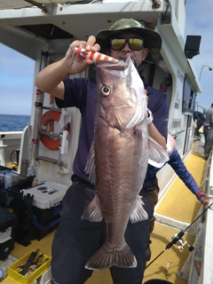 アラの釣果