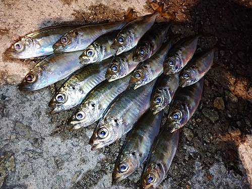 アジの釣果