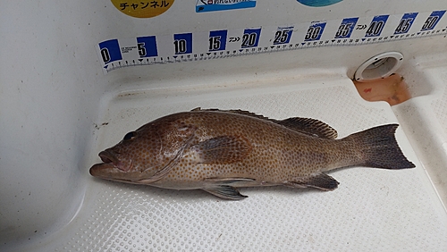 オオモンハタの釣果